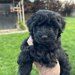 Australian Labradoodle Puppies from Tiny Treasures Australian Labradoodles