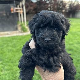 Australian Labradoodle Puppies from Tiny Treasures Australian Labradoodles