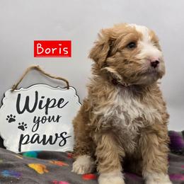 Boris - Red male Bernedoodle puppy in Neillsville, Wisconsin from Granton Creek