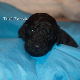 Poodle Puppies from Poodle Majesty