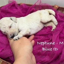 Neptune - White male Poodle puppy in Greenwich, New York from MizzElle’s Standard Poodles