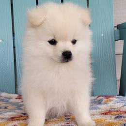 AKC CHIEF - MALE - White male Pomeranian puppy in Bolivia, North Carolina from Red Wagon Pomeranians