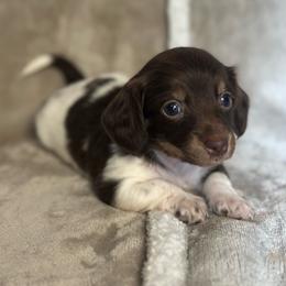 Girl 2 - Chocolate and cream female Dachshund puppy in Brandon, Florida from Knights Dachshunds
