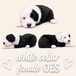 Girl 1 - Gray and white female Old English Sheepdog puppy in Mesa, Arizona from Desert Sheepies and Doodles