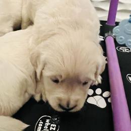 Purple collar - Light golden female Golden Retriever puppy in Ingleside, Texas from Sweetbay Goldens