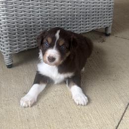 Ruby - Red tri-color female Australian Shepherd puppy in Cypress, Texas from Cypress Aussies