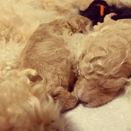 Goldendoodle Puppies from Little Doodle Love