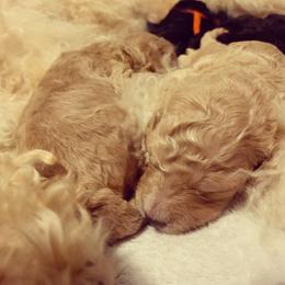 Goldendoodle Puppies from Little Doodle Love
