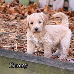 Kimmy - Apricot female Goldendoodle puppy in Lebanon, Missouri from Knapp's Paw Prints