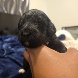 Raven Brown - Black female Labradoodle puppy in Commerce City, Colorado from Playful Paws Labradoodles