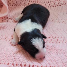 Hawk - Black and white male Border Collie puppy in Morgan, Texas from Shooting Star Ranch