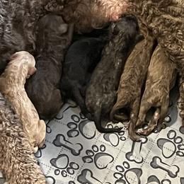 Poodle puppies from Sanctus Standards