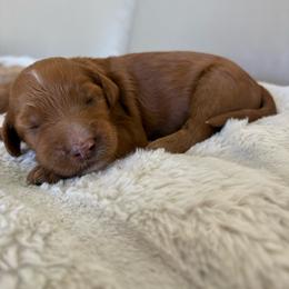 Ocean - Red  female Goldendoodle puppy in Brooksville, Florida from Abby’s Standard Goldendoodles