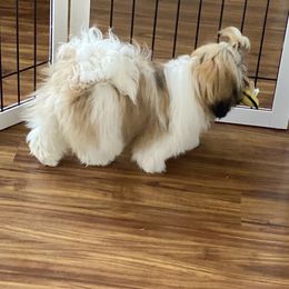 Shih Tzu Puppies from Willow Lane Shih Tzus