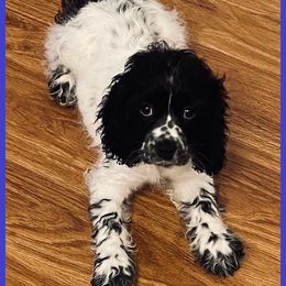 Cocker Spaniel Puppies from Angelic Cocker’s
