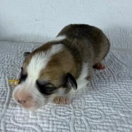 Yellow Collar Female - Red female Pembroke Welsh Corgi puppy in Victoria, Texas from Clear Creek Corgis