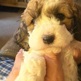 Cockapoo Puppies from Lovin Lil CutiePoos