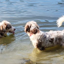 Aussiedoodles, Australian Shepherds, and Poodles from Feather Branch Farm and Kennel