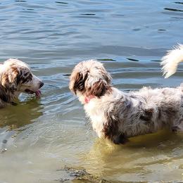 Aussiedoodles, Australian Shepherds, and Poodles from Feather Branch Farm and Kennel