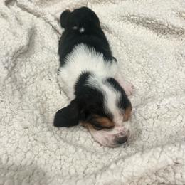 First Little Boy - Black brown and white male Basset Hound puppy in Hurtsboro, Alabama from PARK’s Family Farm