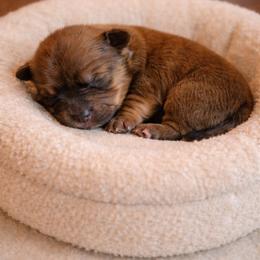 Crumb - Liver male Yorkshire Terrier puppy in Cameron, Oklahoma from Jane’s Yorkies