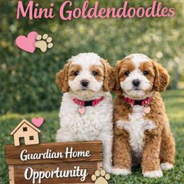 Belle - Red  female Goldendoodle puppy in Apopka, Florida from The Classic Doodle