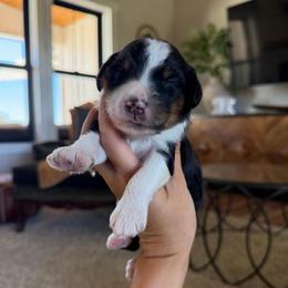 Jack - Tri-color male Bernedoodle puppy in Yuba City, California from Ranch House Doodles