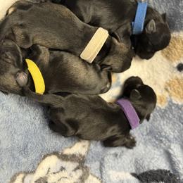 Miniature Schnauzer puppies from Parsons’ Kennels
