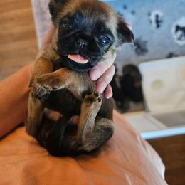 Queen - Belge female Brussels Griffon puppy in Welch, Minnesota from Baringer Brussels