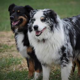 Australian Shepherds from RanchHauss Aussies