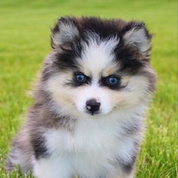 Tigger 1200 SALE - Gray and white male Pomsky puppy in Apple Creek, Ohio from Kathryn Troyer