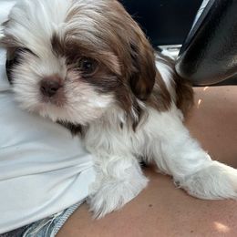 SHADOW Liver Parti Female - Liver and white female Shih Tzu puppy in Kodak, Tennessee from Cutshall Babies