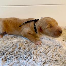 Black Collar Boy - Red male Bernedoodle puppy in San Augustine, Texas from Vintage Doodles