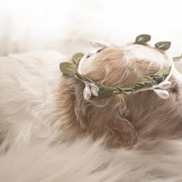 Goldendoodle Puppies from Best Doodles