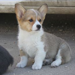 American Corgi, French Bulldog, and Pembroke Welsh Corgi Puppies from Moonstone Corgis & Frenchies