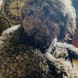 Poodles from Arroyo Frio