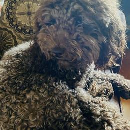 Poodles from Arroyo Frio