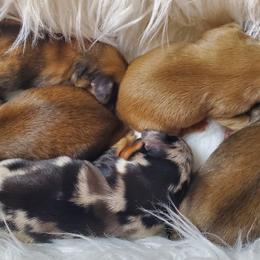 Dachshund puppies from Callaway Country Dachshunds