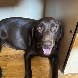 Cocoa - Dilute Retriever