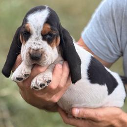 Boy 8 - Black brown and white male Basset Hound puppy in Conway, Missouri from Ozark Mountain Kennel