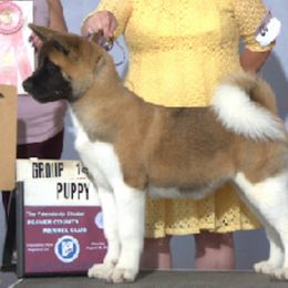 Akita Puppies from Chelsea's Akitas