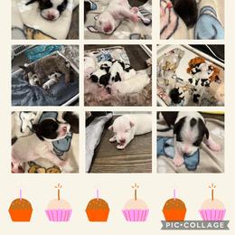 Miniature Schnauzer Puppies from Hume Family Mini Schnauzers