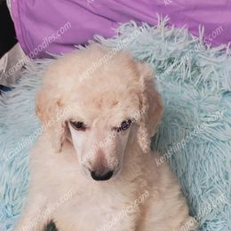 Poodle Puppies from Suzie's Poodles