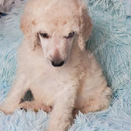 Poodle Puppies from Suzie's Poodles