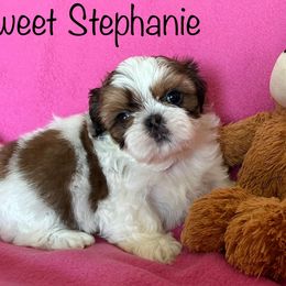 Shih Tzu Puppies from Seaside Shih Tzu