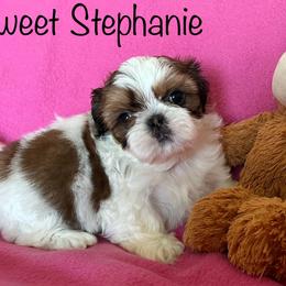 Shih Tzu Puppies from Seaside Shih Tzu