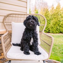 Mac n Cheese Boy - Black Goldendoodle puppy in Lake Wylie, South Carolina from Lake Wylie Doodles
