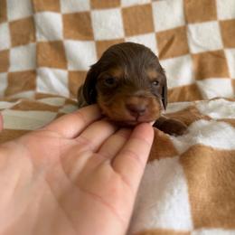 Mocha - Chocolate male Dachshund puppy in Stamford, Texas from West Texas Miniature Dachshunds