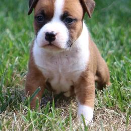 Mia - Red female American Staffordshire Terrier puppy in Guilford County, North Carolina from Explicit Kennel