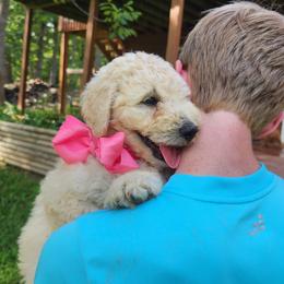 Fern - White female Bernedoodle puppy in Columbia, Missouri from Silver Creek Pups